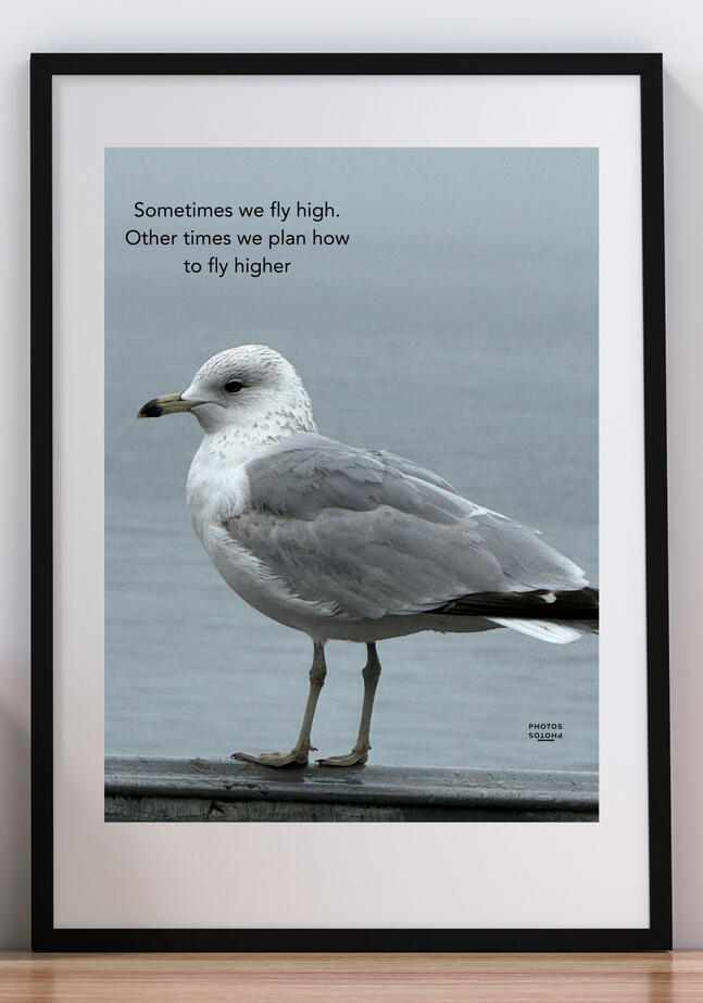The Bird